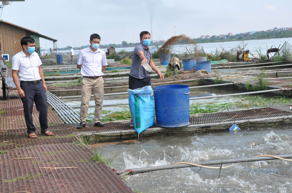Chi cục Chăn nuôi, Thú y và Thủy sản khảo sát nhu cầu tiêu thụ cá thương phẩm tại HTX nuôi trồng thủy sản Minh Tiến (Trung Kênh, Lương Tài)