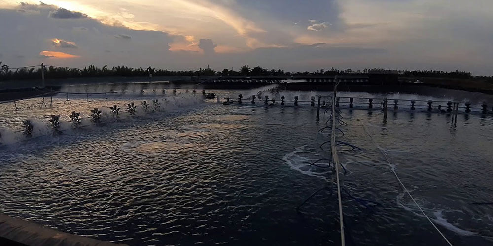Nên tạt vôi vào ban đêm hay ban ngày thì tốt hơn ?