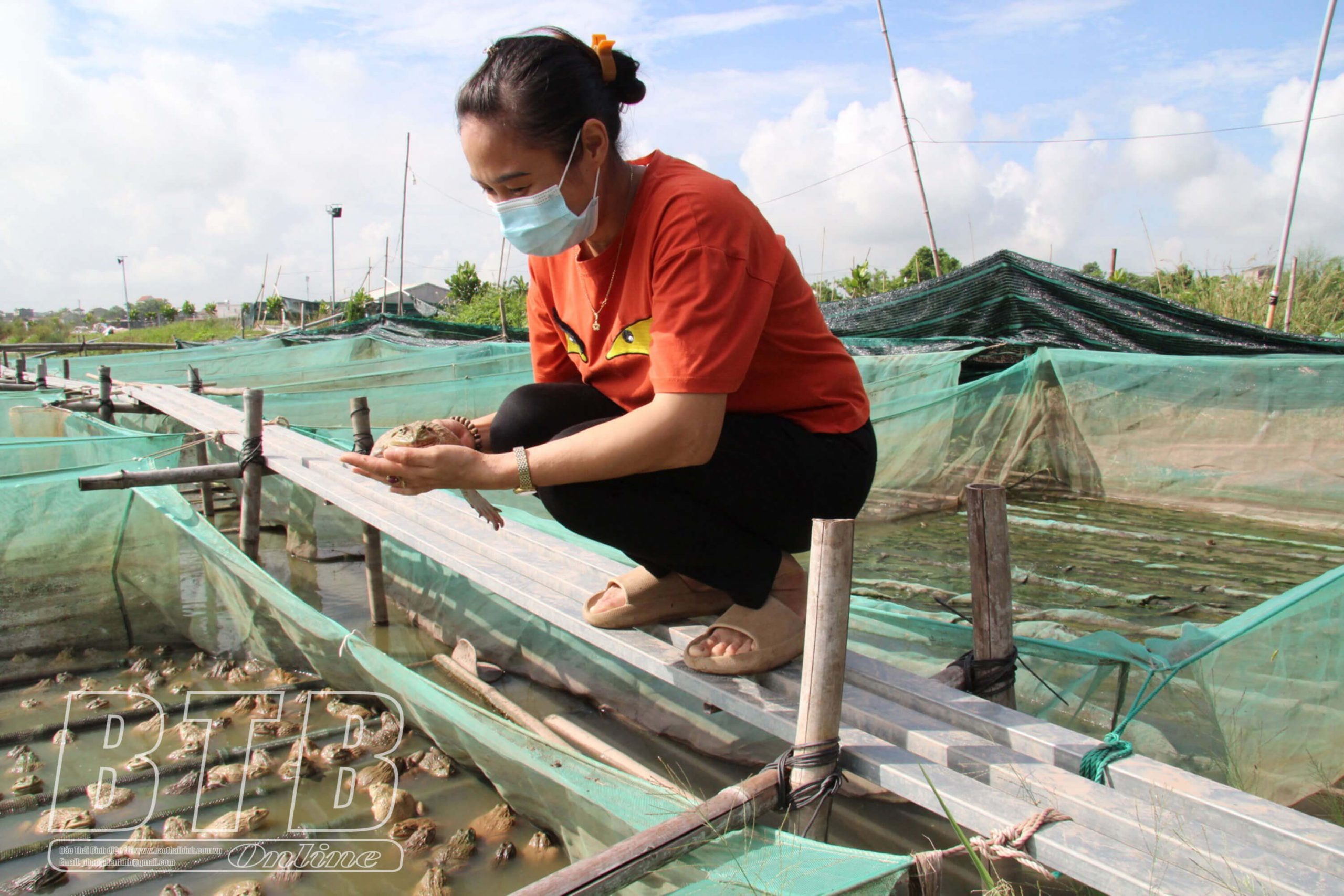 Chị Nguyễn Thị Chuyên thôn Khả Tân, xã Duyên Hải (Hưng Hà) kiểm tra ếch thịt chuẩn bị xuất bán.
