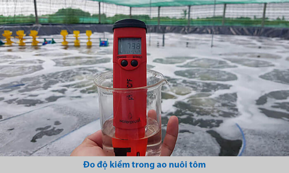 Các cách tăng kiềm cho ao nuôi tôm hiệu quả mà bạn cần biết