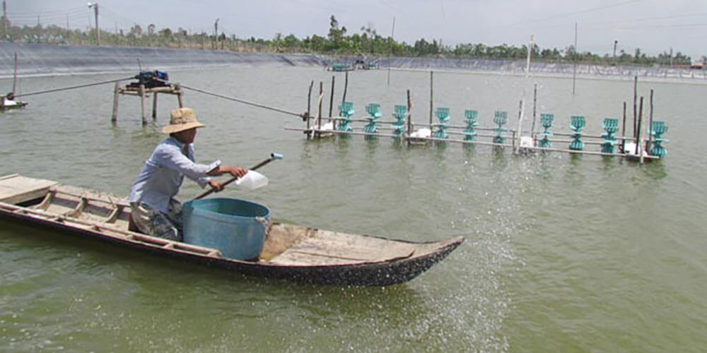 Ảnh Minh Họa: Tạt khoáng trực tiếp xuống ao nuôi tôm